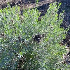 Chrysocephalum semipapposum subsp. brevifolium at Myall Park, NSW - 4 Jul 2024 by Tapirlord