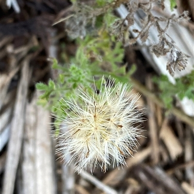 Vittadinia dissecta (Dissected New Holland Daisy) at Myall Park, NSW - 4 Jul 2024 by Tapirlord