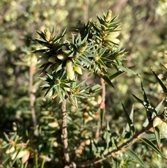 Melichrus urceolatus (Urn Heath) at Myall Park, NSW - 4 Jul 2024 by Tapirlord