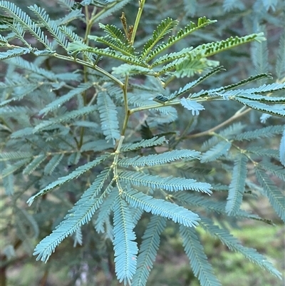 Acacia deanei subsp. paucijuga (Green Wattle) at Myall Park, NSW - 4 Jul 2024 by Tapirlord