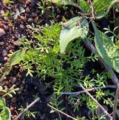 Cotula australis (Common Cotula, Carrot Weed) at Myall Park, NSW - 4 Jul 2024 by Tapirlord