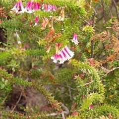 Unidentified Other Shrub at Wedderburn, NSW - 2 Oct 2024 by MatthewFrawley