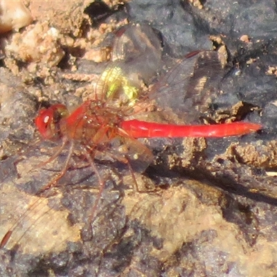 Diplacodes haematodes (Scarlet Percher) at Gunderbooka, NSW - 16 Sep 2024 by Christine