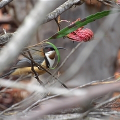 Acanthorhynchus tenuirostris (Eastern Spinebill) at Wedderburn, NSW - 2 Oct 2024 by MatthewFrawley