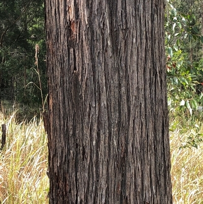 Eucalyptus tindaliae at Kungala, NSW - 2 Oct 2024 by donnanchris