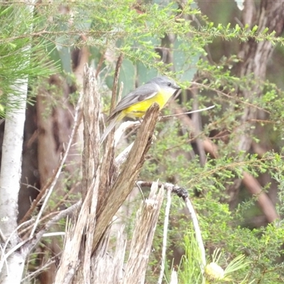 Eopsaltria australis (Eastern Yellow Robin) at Wedderburn, NSW - 2 Oct 2024 by MatthewFrawley