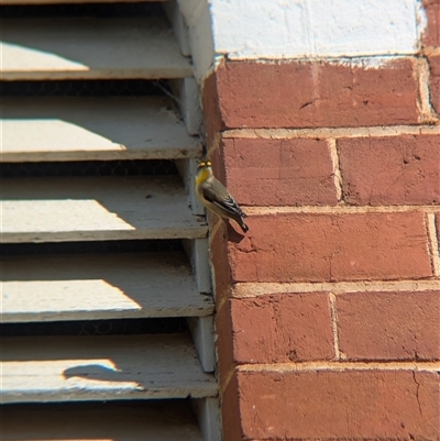 Pardalotus striatus (Striated Pardalote) by Darcy