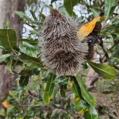 Banksia serrata at Wedderburn, NSW - 2 Oct 2024 by MatthewFrawley