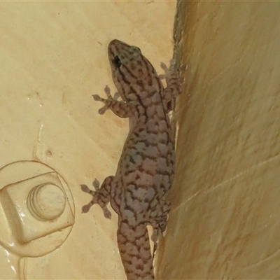 Unidentified Monitor or Gecko at Gunderbooka, NSW - 17 Sep 2024 by Christine