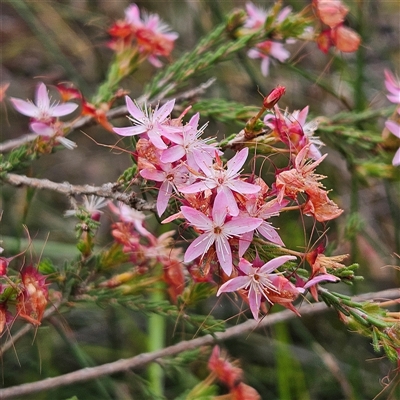 Calytrix tetragona (Common Fringe-myrtle) at Wedderburn, NSW - 2 Oct 2024 by MatthewFrawley