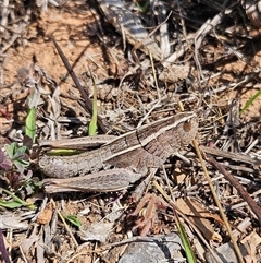 Genus novum 18 sp. 1 (Undescribed) (False Apotropis) at Denman Prospect, ACT - 2 Oct 2024 by Wolfdogg