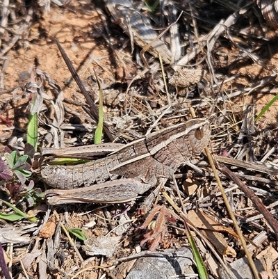 Genus novum 18 sp. 1 (Undescribed) (False Apotropis) at Denman Prospect, ACT - 2 Oct 2024 by Wolfdogg