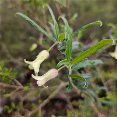 Billardiera scandens (Hairy Apple Berry) at Wedderburn, NSW - 2 Oct 2024 by MatthewFrawley