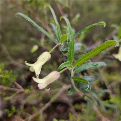 Billardiera scandens (Hairy Apple Berry) at Wedderburn, NSW - 2 Oct 2024 by MatthewFrawley