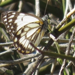 Belenois java (Caper White) at Gunderbooka, NSW - 19 Sep 2024 by Christine