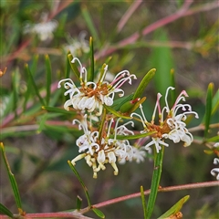 Grevillea sp. at Wedderburn, NSW - 2 Oct 2024 by MatthewFrawley