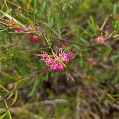 Grevillea sp. at Wedderburn, NSW - 2 Oct 2024 by MatthewFrawley