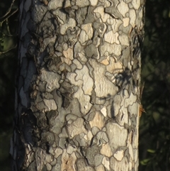 Flindersia maculosa (Leopardwood) at Gunderbooka, NSW - 19 Sep 2024 by Christine