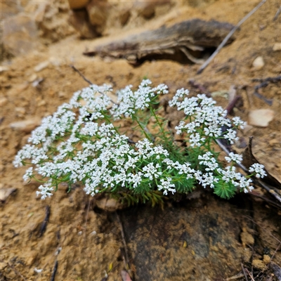 Unverified Plant at Wedderburn, NSW - 2 Oct 2024 by MatthewFrawley