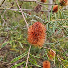 Banksia sp. at Wedderburn, NSW - 2 Oct 2024 by MatthewFrawley