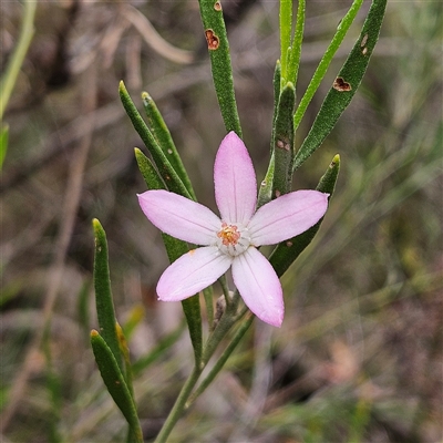 Unidentified Other Shrub at Wedderburn, NSW - 2 Oct 2024 by MatthewFrawley