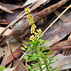 Unverified Plant at Wedderburn, NSW - 2 Oct 2024 by MatthewFrawley