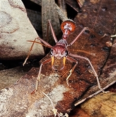 Unidentified Ant (Hymenoptera, Formicidae) at Wedderburn, NSW - 2 Oct 2024 by MatthewFrawley