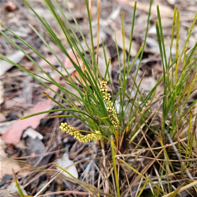 Unidentified Rush, Sedge or Mat Rush at Wedderburn, NSW - 2 Oct 2024 by MatthewFrawley