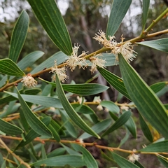 Hakea sp. at Wedderburn, NSW - 2 Oct 2024 by MatthewFrawley