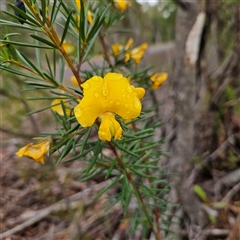 Unidentified Pea at Wedderburn, NSW - 2 Oct 2024 by MatthewFrawley