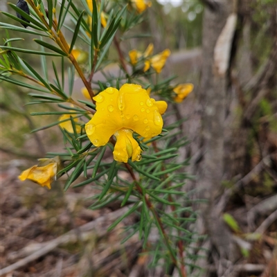 Unidentified Pea at Wedderburn, NSW - 2 Oct 2024 by MatthewFrawley