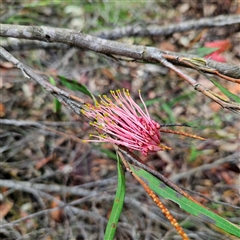 Grevillea sp. at Wedderburn, NSW - 2 Oct 2024 by MatthewFrawley