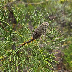 Unverified Plant at Wedderburn, NSW - 2 Oct 2024 by MatthewFrawley