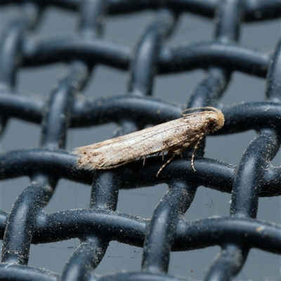 Oecophoridae (family) at  - suppressed by DPRees125