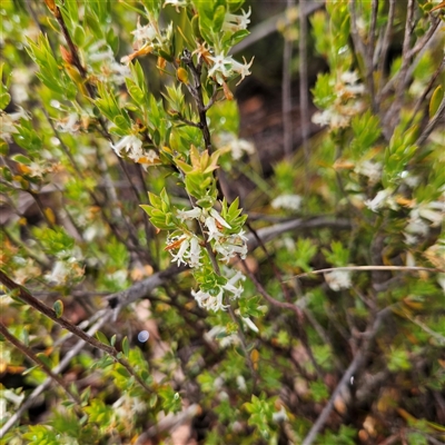 Unidentified Other Shrub at Wedderburn, NSW - 2 Oct 2024 by MatthewFrawley