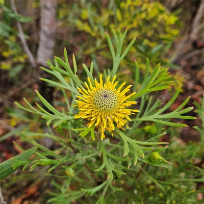 Unidentified Other Shrub at Wedderburn, NSW - 2 Oct 2024 by MatthewFrawley