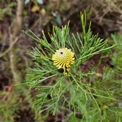 Unidentified Other Shrub at Wedderburn, NSW - 2 Oct 2024 by MatthewFrawley