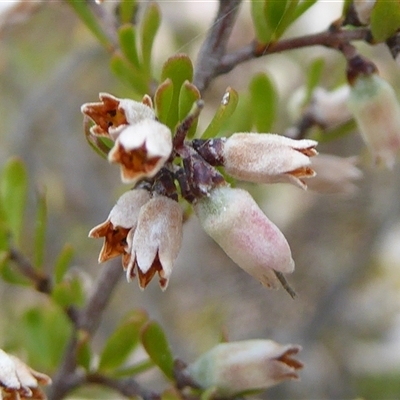 Cryptandra amara (Bitter Cryptandra) at Yarralumla, ACT - 2 Oct 2024 by Dibble