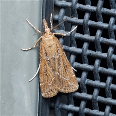 Nechilo macrogona (a Crambid moth (Crambinae)) at Harrison, ACT - 29 Sep 2024 by DPRees125