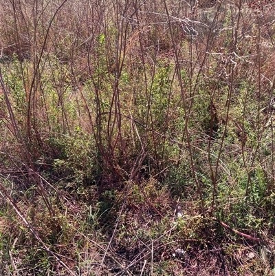 Hypericum perforatum (St John's Wort) at Watson, ACT - 2 Oct 2024 by waltraud