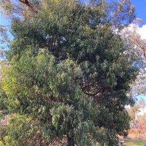 Acacia melanoxylon at Hackett, ACT - 2 Oct 2024 03:32 PM