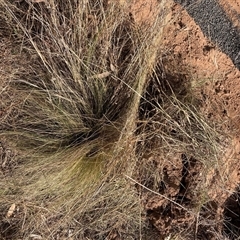 Nassella trichotoma (Serrated Tussock) at Hackett, ACT - 2 Oct 2024 by waltraud