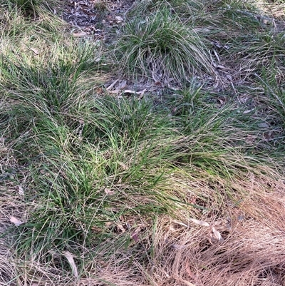 Nassella neesiana (Chilean Needlegrass) at Hackett, ACT - 2 Oct 2024 by waltraud