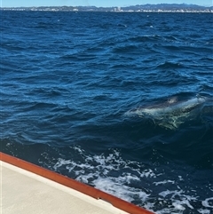 Dolphin-unknown species (Unidentified Dolphin) at Burleigh Heads, QLD - 17 Jul 2024 by wildlifewally