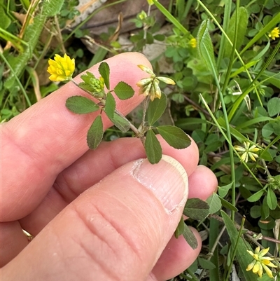 Trifolium dubium (Yellow Suckling Clover) at Kangaroo Valley, NSW - 1 Oct 2024 by lbradley