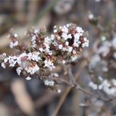 Styphelia attenuata (Small-leaved Beard Heath) at Bruce, ACT - 30 Sep 2024 by Clarel