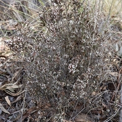 Styphelia attenuata at Bruce, ACT - 30 Sep 2024