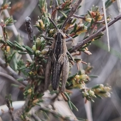 Genus novum 18 sp. 1 (Undescribed) (False Apotropis) at Bungendore, NSW - 2 Oct 2024 by clarehoneydove