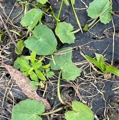 Centella asiatica (Pennywort, Centella, Indian Pennywort) at Windellama, NSW - 2 Oct 2024 by JaneR