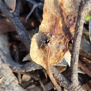 Maratus calcitrans at Bungendore, NSW - 2 Oct 2024